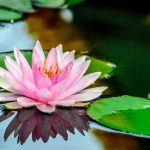 A beautiful pink lotus flower sits on top of murky water. Move through divorce as the lotus moves through murky mud.