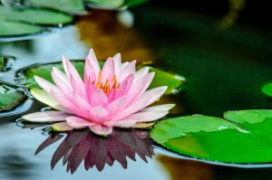 A beautiful pink lotus flower sits on top of murky water.